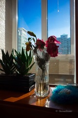 DSC01334.jpg
