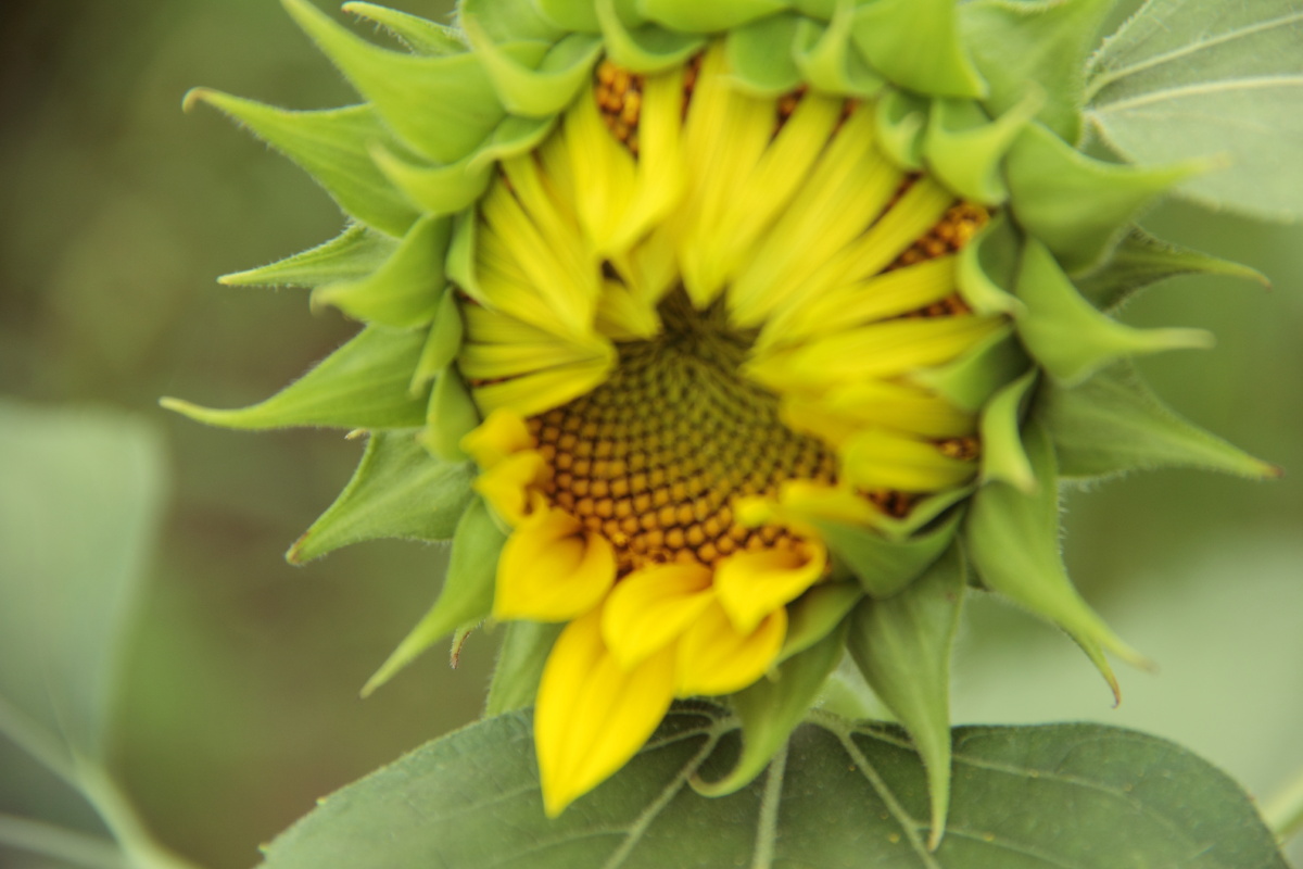 向日葵-沉默的爱(特写)