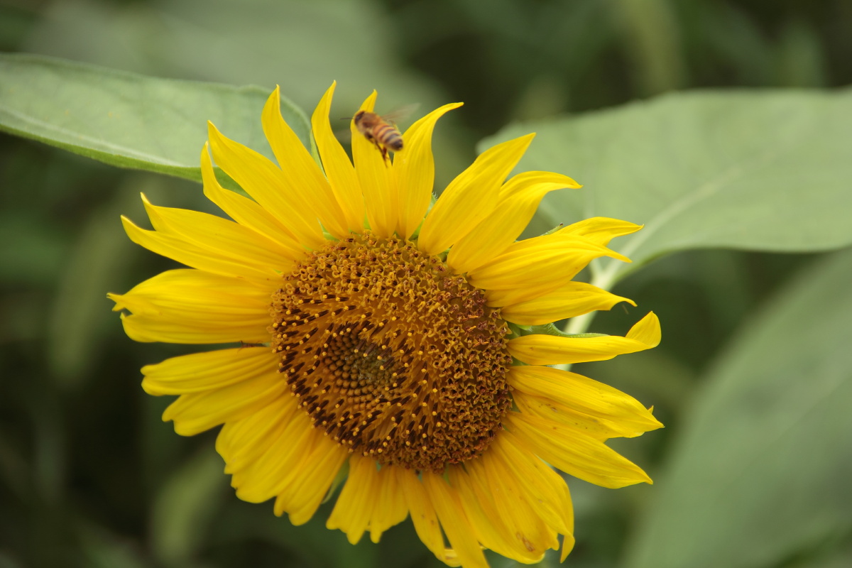 向日葵-沉默的爱(特写)