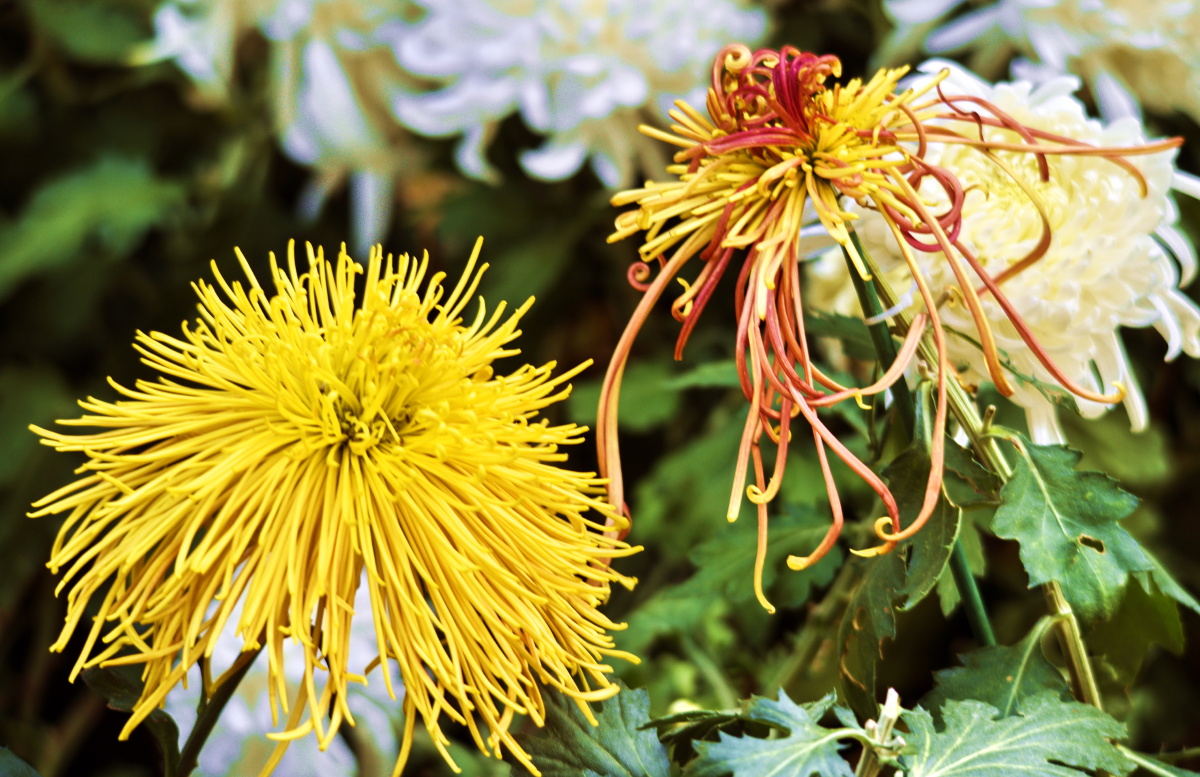 菊花黄菊花香争奇斗艳惹人醉