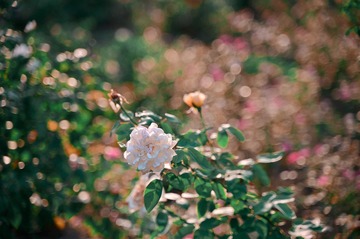 6B275487-5FDC-4E1B-950F-1E4773F8A7B0/L0/001