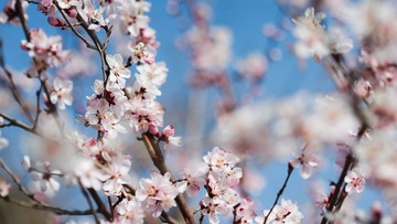 Apricot Blossom of Beijing Beigong National Forest Park