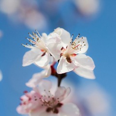 Apricot Blossom of Beijing Beigong National Forest Park