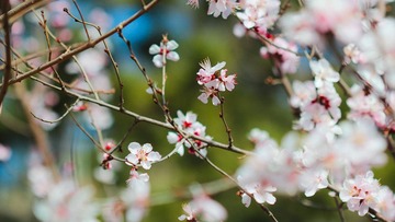 Apricot Blossom of Beijing Beigong National Forest Park