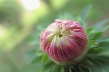 006 (10)