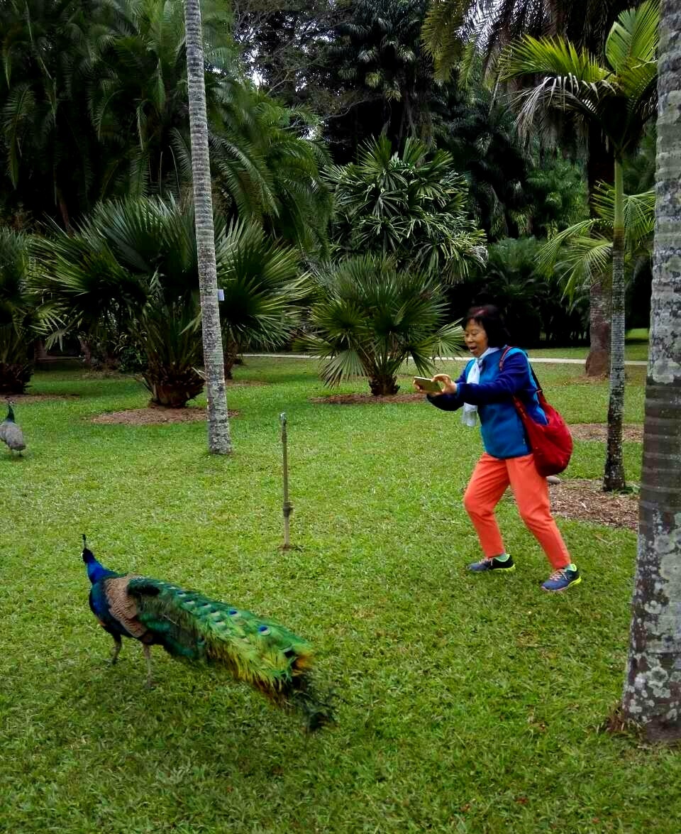 不怕人的孔雀(西双版纳/手机拍摄)