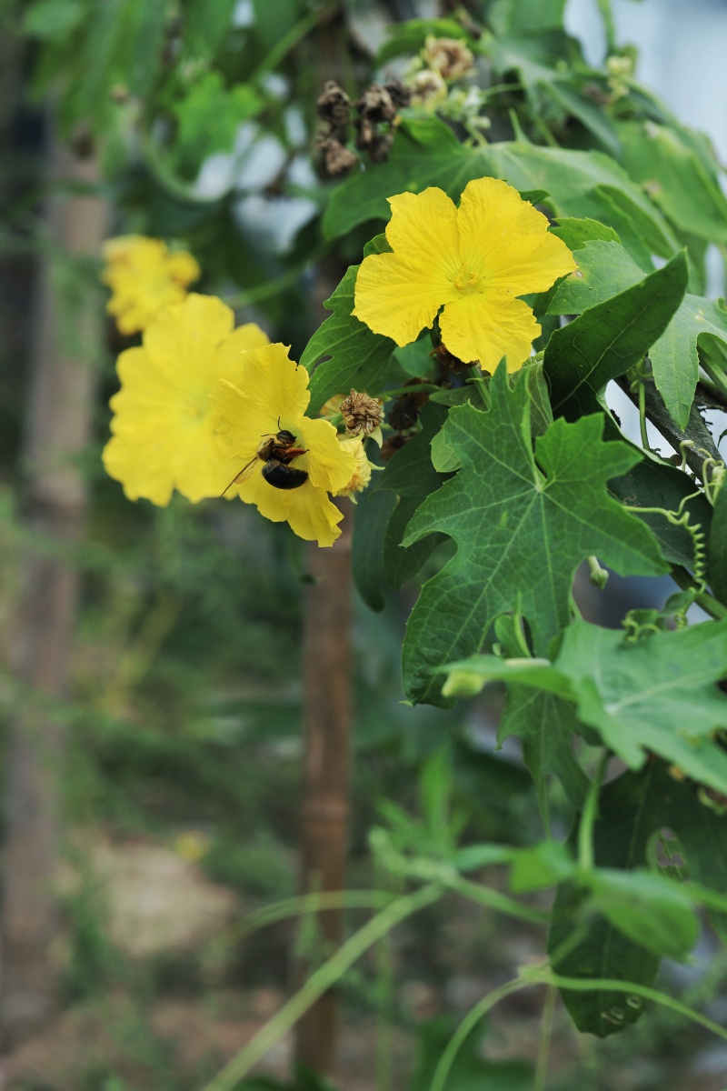 丝瓜花和蜜蜂