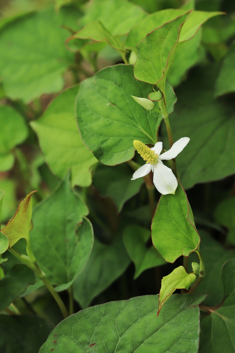 折耳根的花也很美