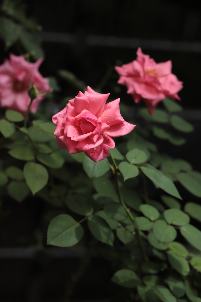 带露珠的月季花