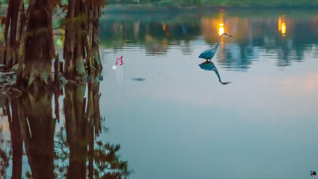 湖中鹤影