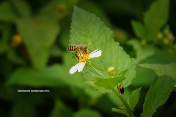 DSC01777_4