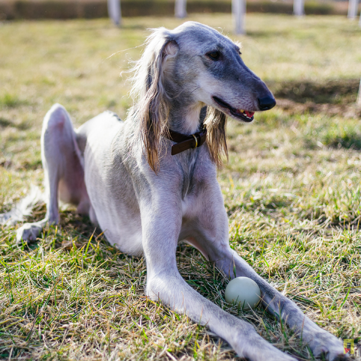 中国贵族猎犬——细犬