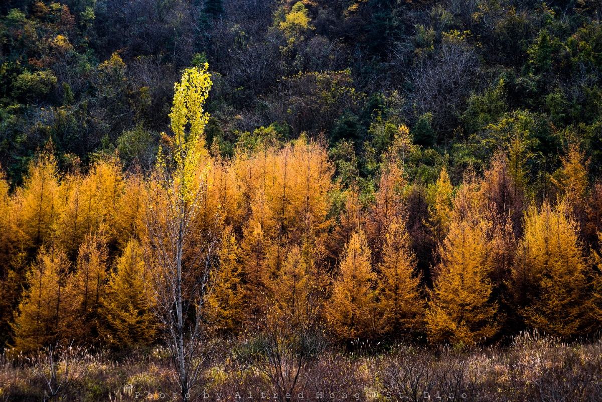 秦岭落叶松 - 大洪西安 - 图虫网 - 优质摄影师交流社区
