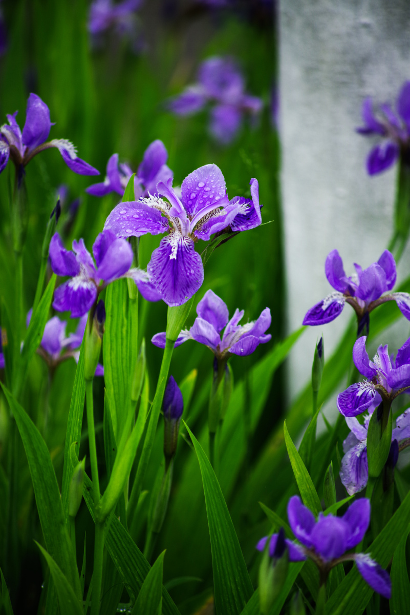 鸢尾- 大洪西安