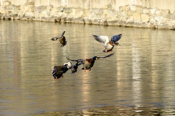 IMG00180-20110506-0944