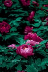 CF332F64-8870-4393-BA03-695A67007035/L0/001