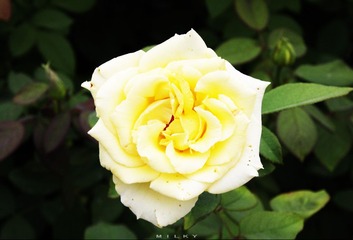 IMG_3546.jpg