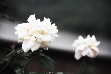 IMG_3551.jpg