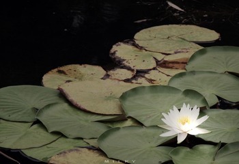 IMG_3330.jpg