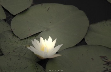 IMG_3339.jpg