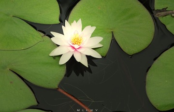 IMG_3340.jpg