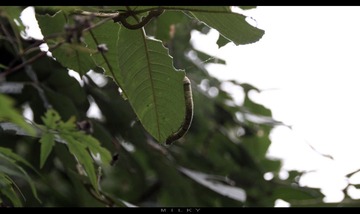 IMG_3525.jpg
