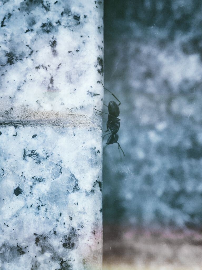 觅食的蚂蚁<br />
Snapseed