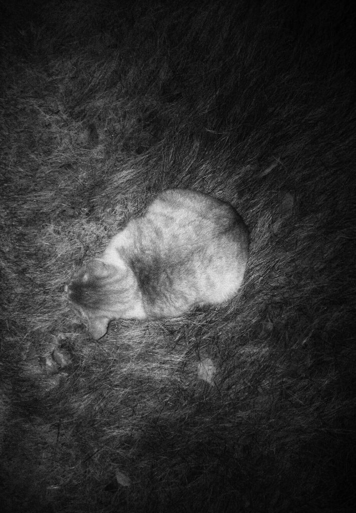 流浪猫<br />
Snapseed