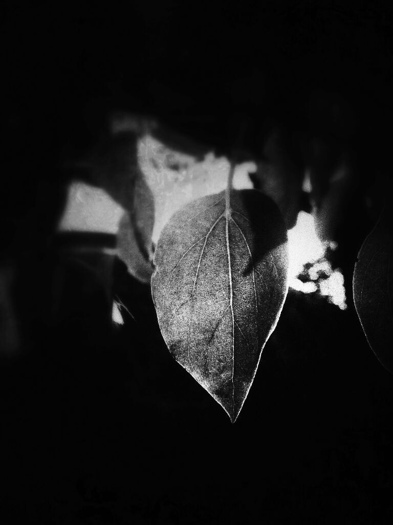 一片树叶<br />
Snapseed