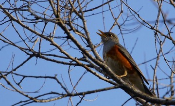 DSC02297_1.jpg