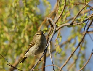 DSC02383_1.jpg