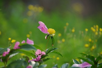 DSC00168_1.jpg
