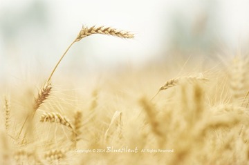 麦穗-1_Upload