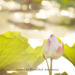 Lotus Under Sunshine_Upload
