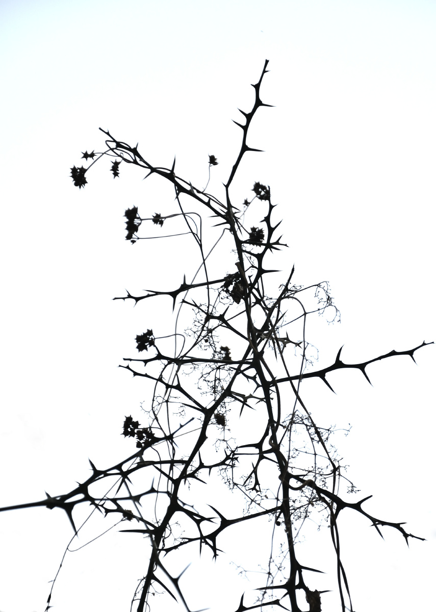 荆棘里的花 - sean-何马尧 - 图虫