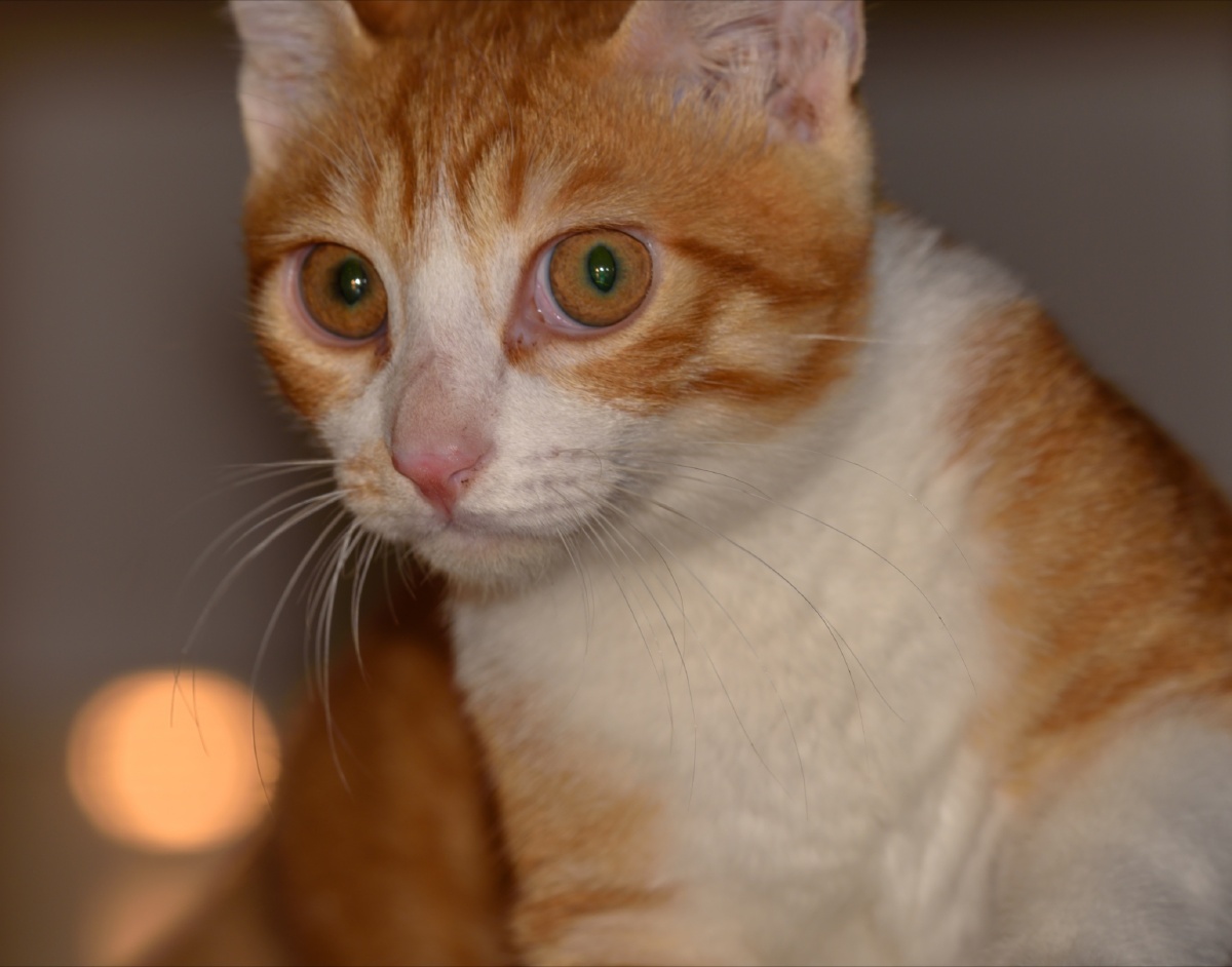 专注凝视的橘猫