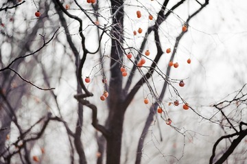 _DSC5231