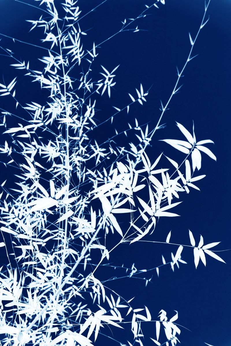 中国风水墨竹青花蓝