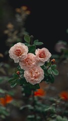 B1F3FC6D-2A3B-4847-A478-3A5ABDFC8B48/L0/001