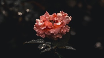 62252FC0-3A7C-43F4-B7BC-A87A2EAF7933/L0/001