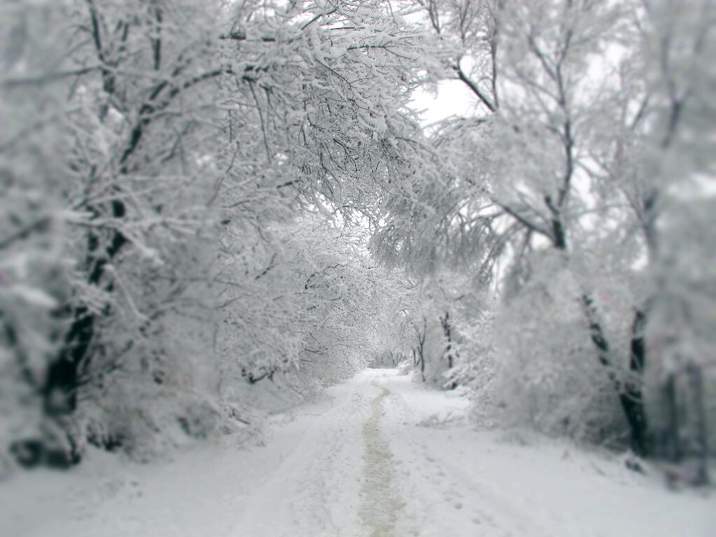 雪廊<br />
雪后的仙境，此情此景，让人沉迷