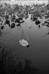 SDIM0190.JPG