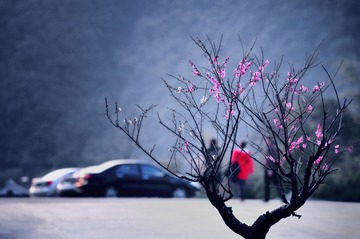 《梅韵》.jpg