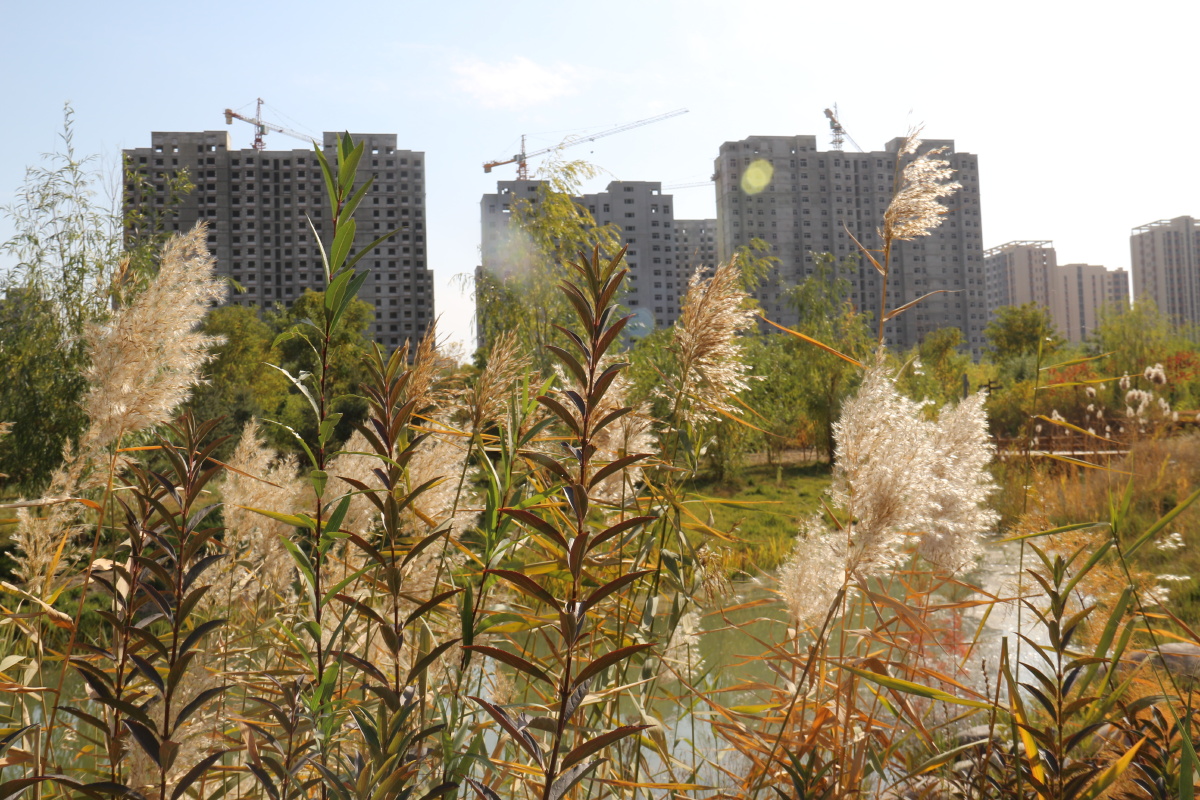 武威市海藏寺湿地公园风光二