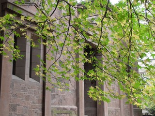 耶鲁大学SDC13559.JPG