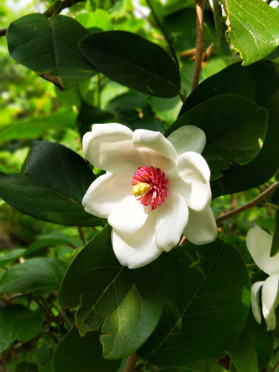 天女木兰花 - 池江涛 - 图虫