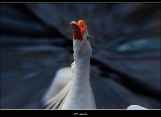 5D2R1808802-反转.jpg