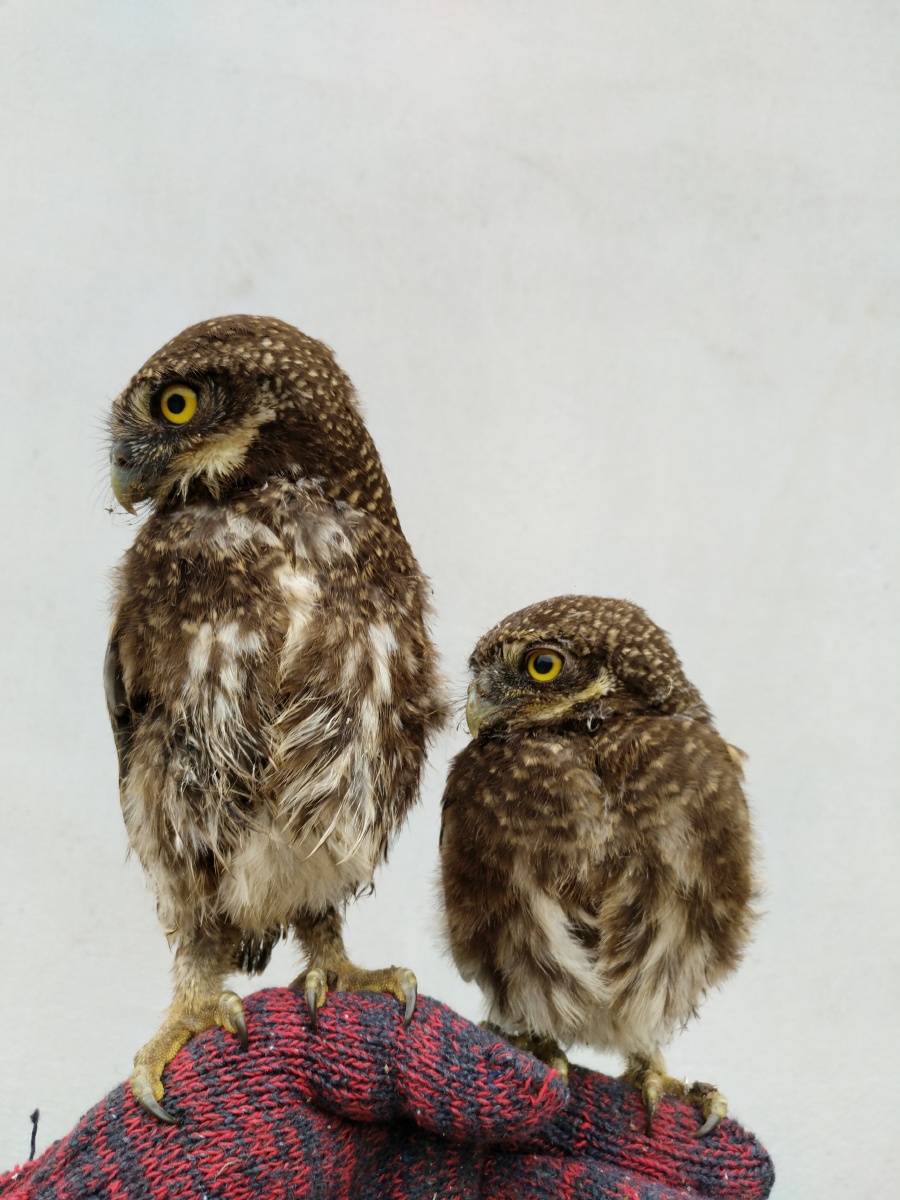 暴风雨过后,大树下,两小只,斑头鸺鹠