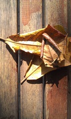 IMAG0873.jpg