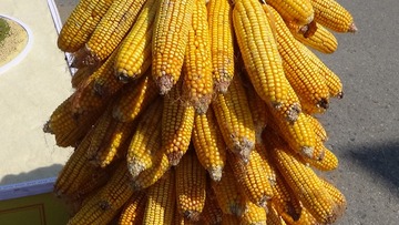1352055